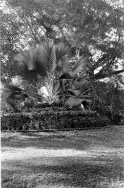 Le parc de Saigon